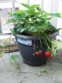 aardbeienplant