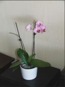 orchidee